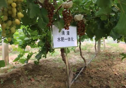 水肥一体化—新一代灌溉施肥技术