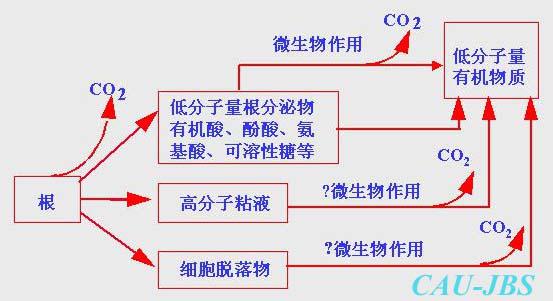 根系分泌物和根际微生物之间的相互作用