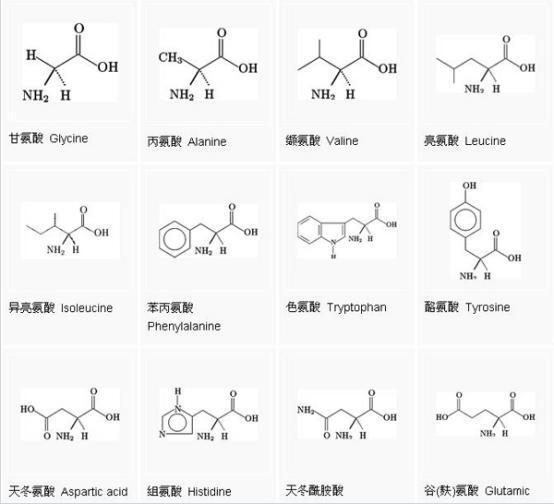 氨基酸在植物营养中的作用