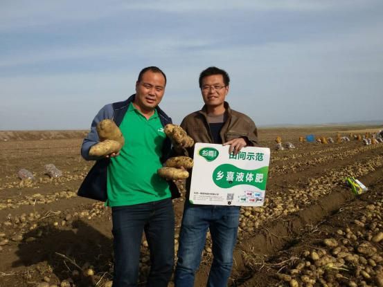 乡喜液体肥在内蒙古马铃薯上的应用效果——增产增收