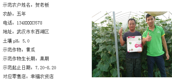 乡喜壮果肥在武汉黄瓜上增产效果显著