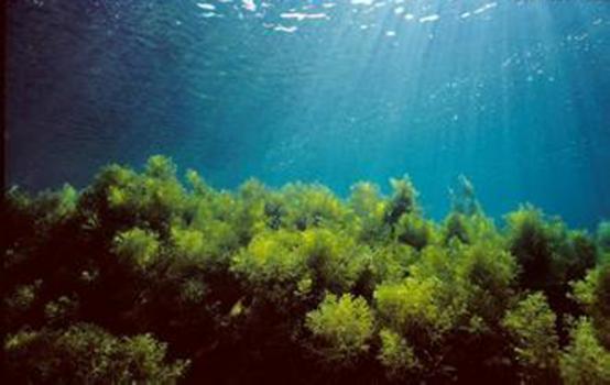含海藻酸水溶肥料在植物营养中的作用